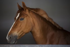 Read more about the article CBD olie til heste – værd at vide