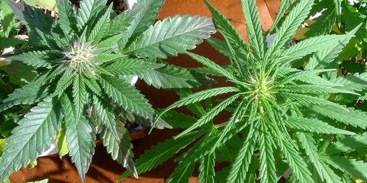 Read more about the article Indica vs Sativa – giver det mening?